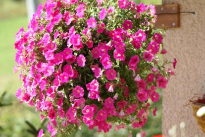 Une image contenant fleur, plante, ptale, Plante annuelle

Description gnre automatiquement