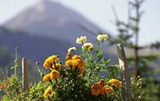 Une image contenant fleur, plante, plein air, souci

Description gnre automatiquement