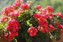 Une image contenant fleur, plante, ptale, Plante annuelle

Description gnre automatiquement
